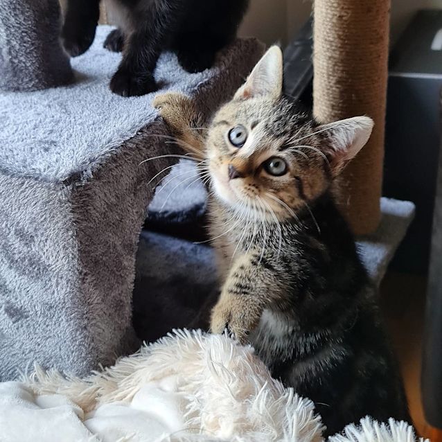 Photo of Tigger (Located In Mornington)