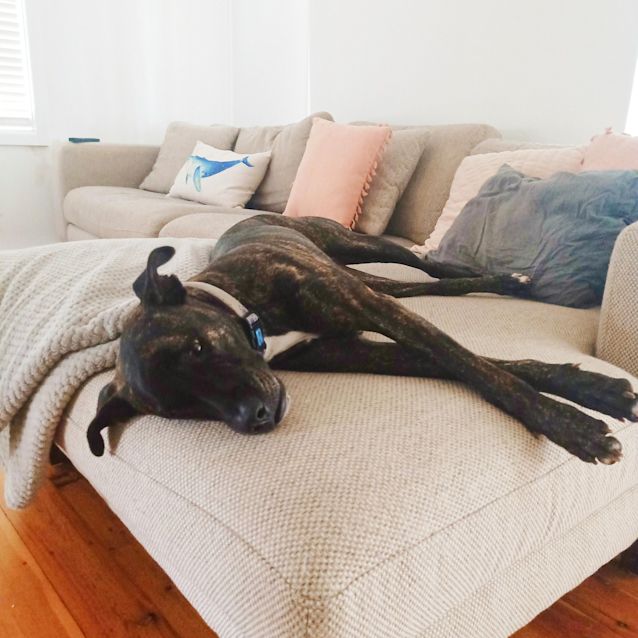 Photo of Elsa ~ 2.5yr Old Greyhound X(on Trial 29/05/21)