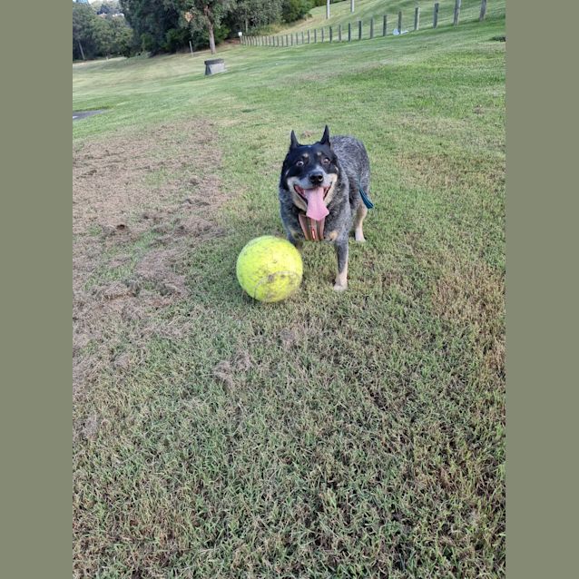 Photo of Roger ~ 8yr Old Blue Heeler(on Trial 12/06/21)