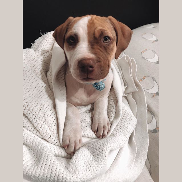 Photo of Kava