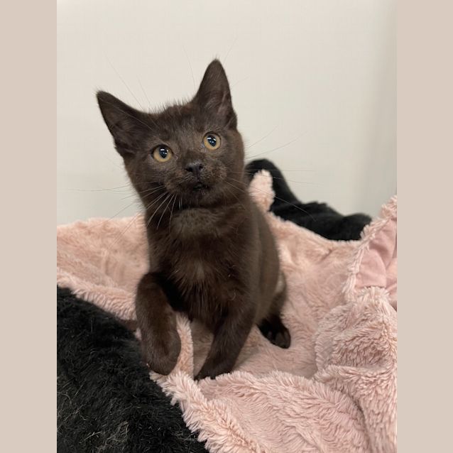 Photo of Meredith (Petstock)