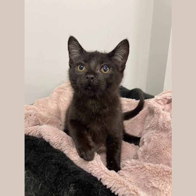 Photo of Alistair (Petstock)