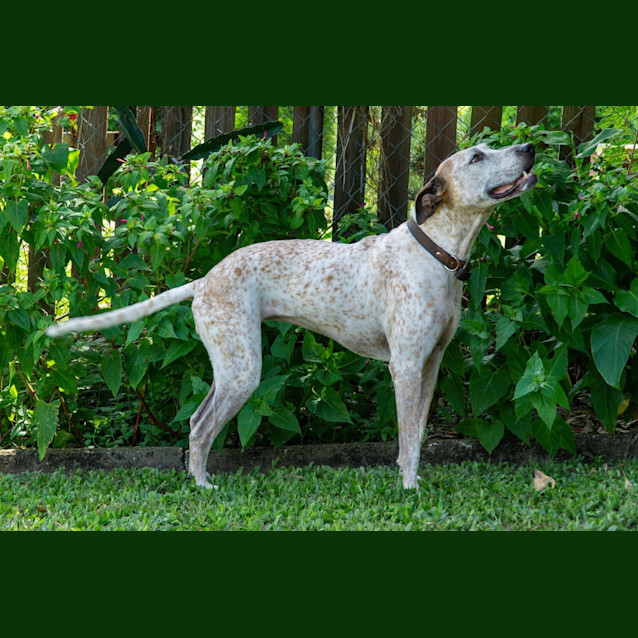 Photo of Polly & Freckles