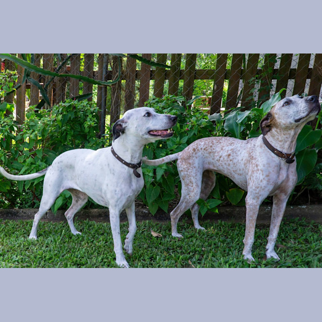 Photo of Polly & Freckles