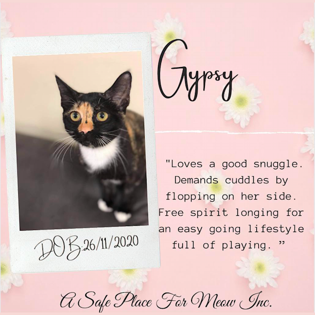 Photo of Gypsy