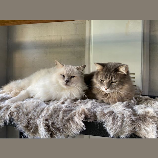 Photo of Duchess & Sassy