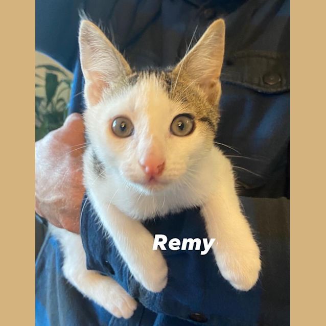 Photo of Remy (Petstock)