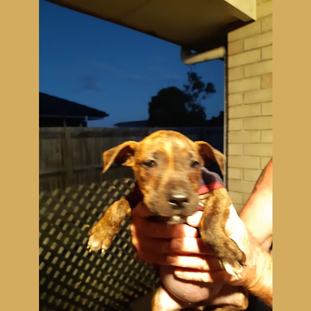Photo of Puppy