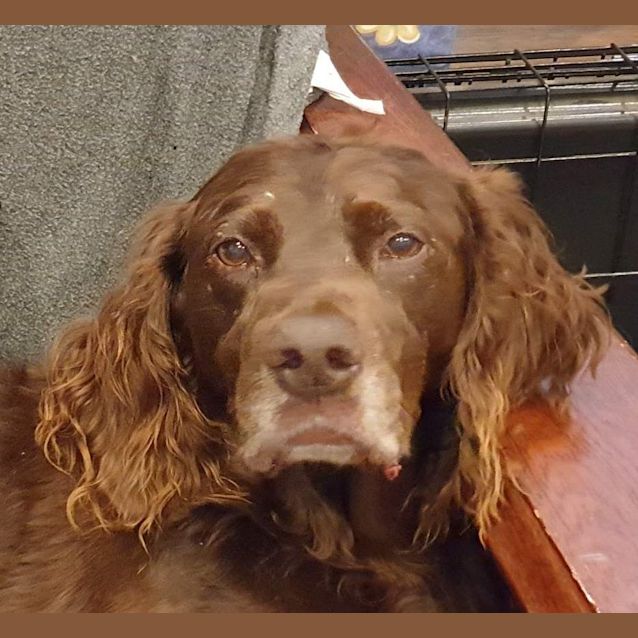 Photo of Buddy And Charlie ❤️