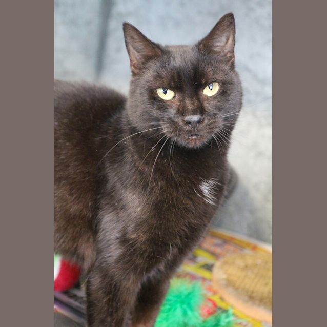Photo of Anise