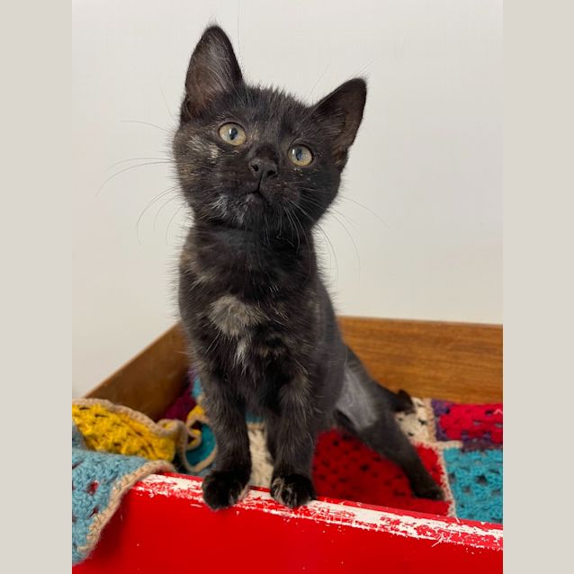 Photo of Luna
