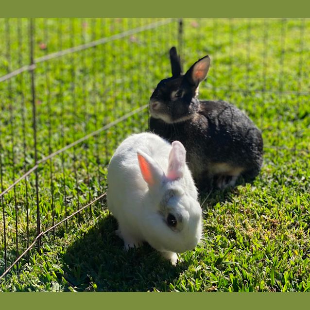 Photo of Coco & Gracie