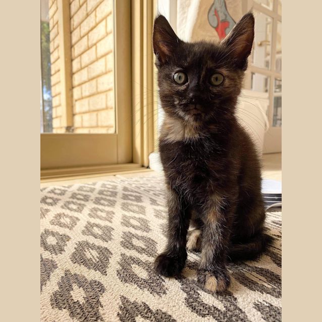 Photo of Stella
