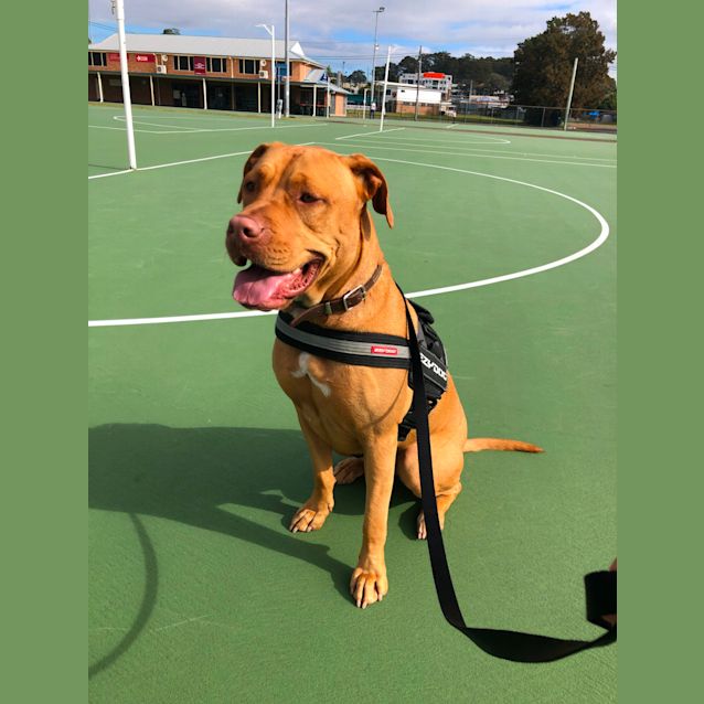Photo of Zara ~ 2yo Dogue De Bordeaux X(on Trial 4/7/21)