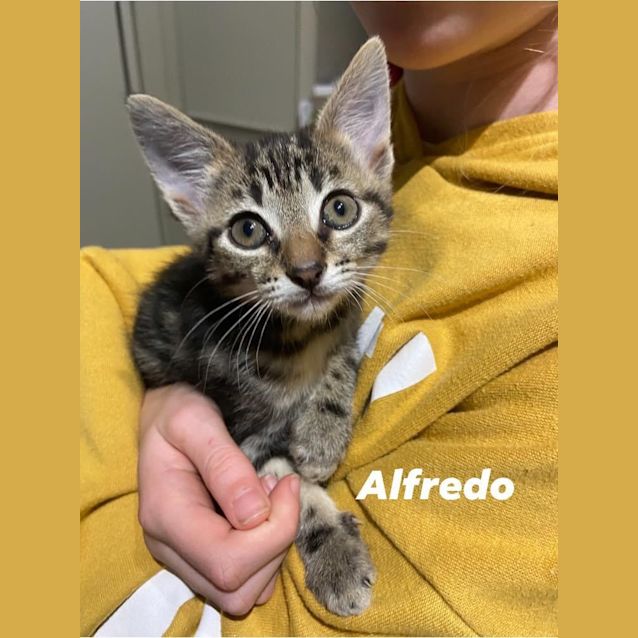 Photo of Alfredo (Petstock)