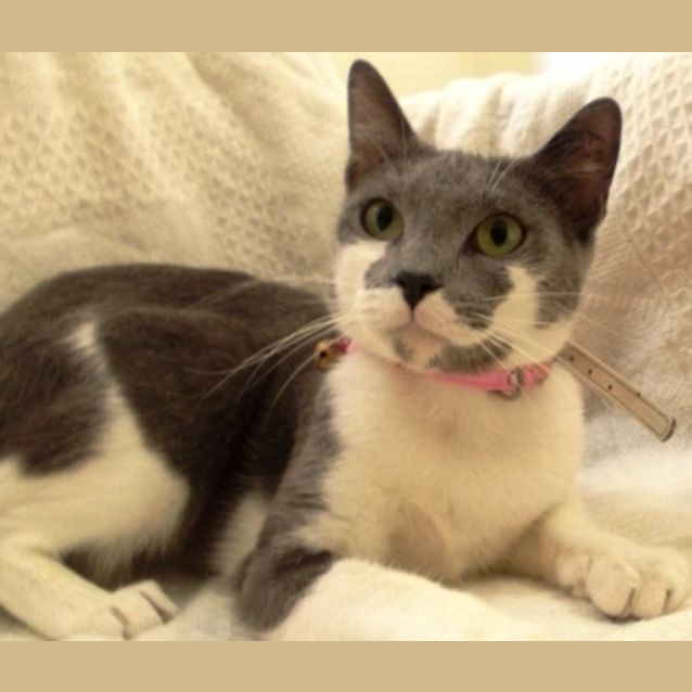 Photo of Gemini