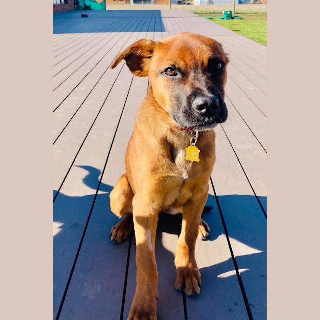 Photo of Aussie