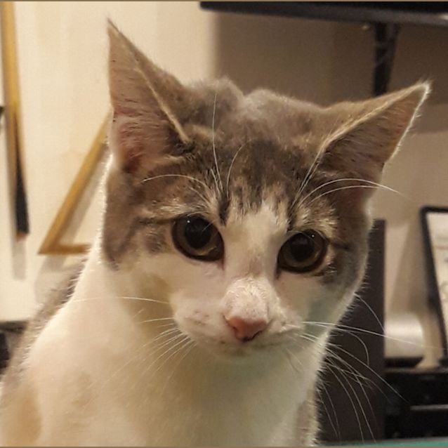 Photo of Kelly (Adoption Pending) 