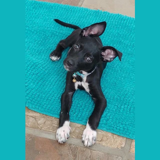 Photo of Pirate