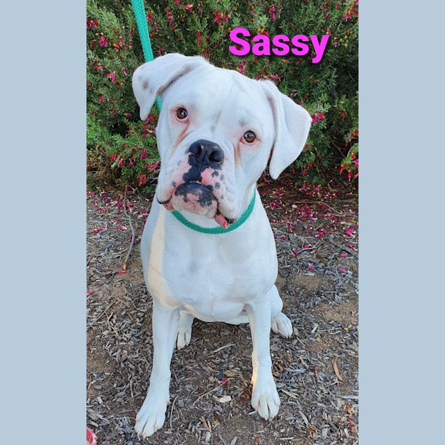 Photo of Sassy