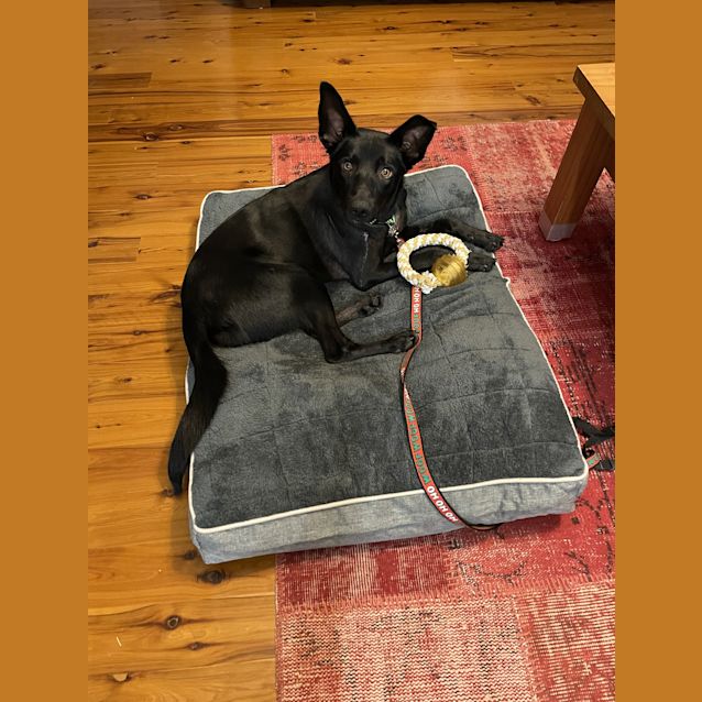 Photo of Zephyr