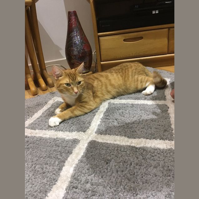 Photo of Tigger Tiger