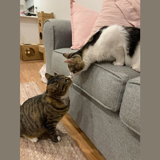 Photo of Fern & Frankie