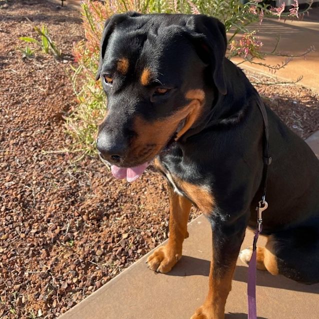 Photo of Roxy