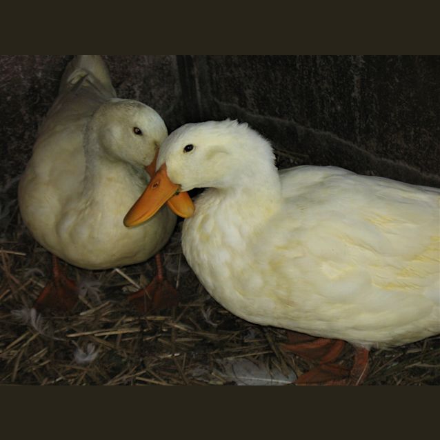 Photo of Lemon & Gold