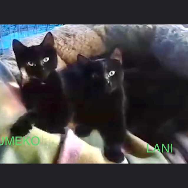 Photo of Lani And Umeko