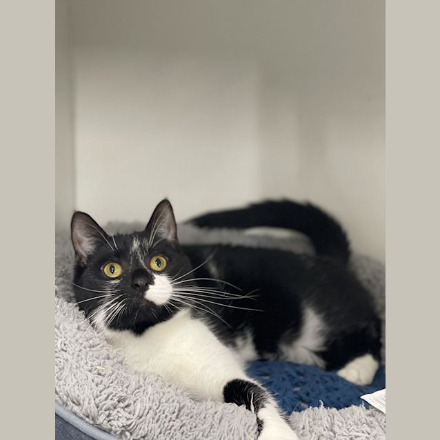Photo of Chance (Petstock)