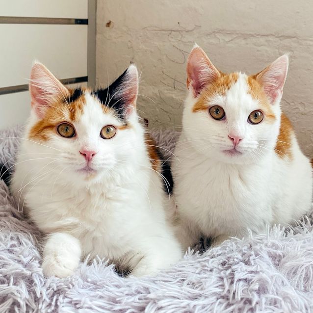 Photo of Memphis & Brooklyn