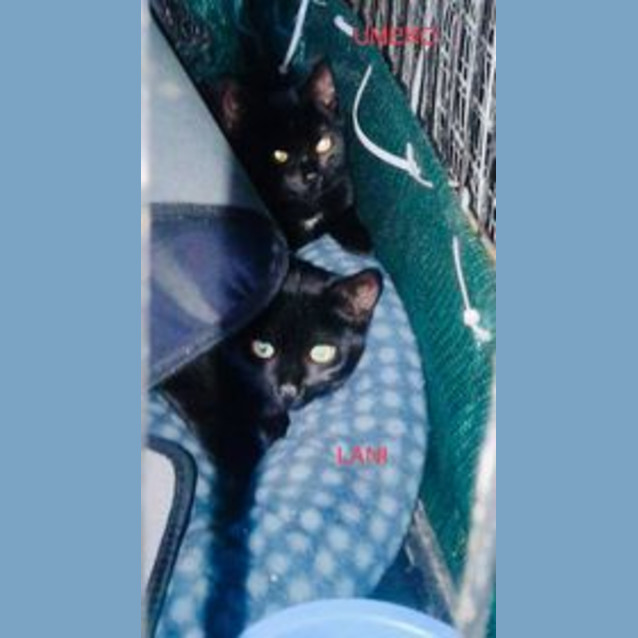Photo of Lani And Umeko