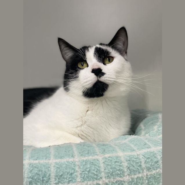 Photo of Oreo