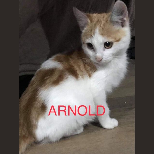 Photo of Arnold 