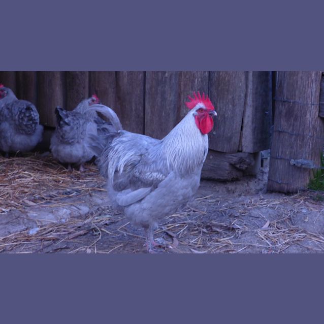 Photo of Rodney & Snow