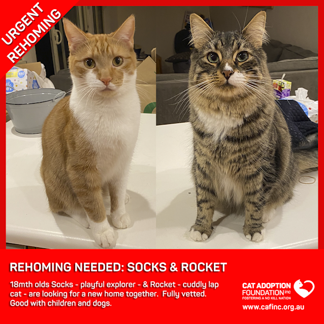 Photo of Socks And Rocket