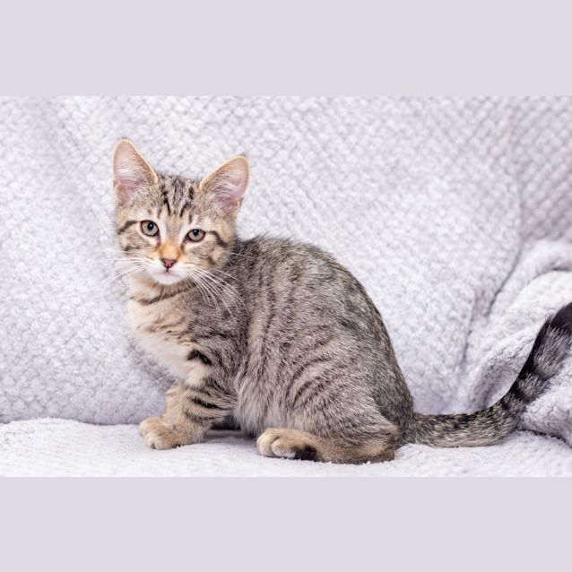 Photo of Clint **2nd Chance Cat Rescue**