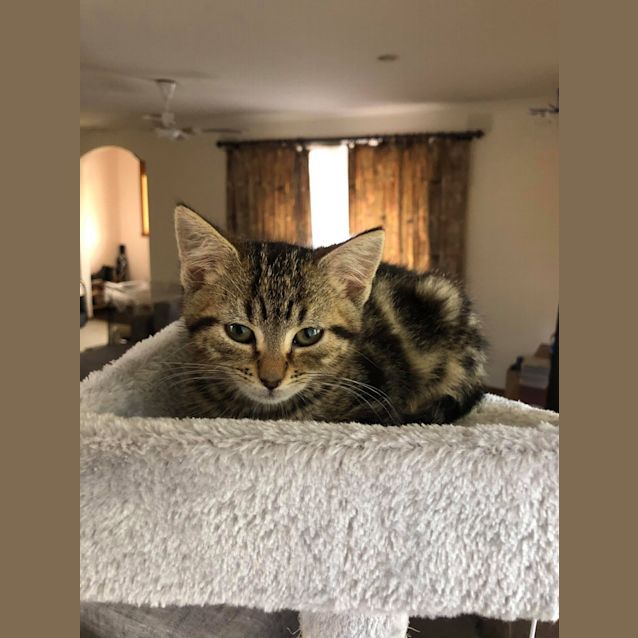 Photo of Woody **2nd Chance Cat Rescue**