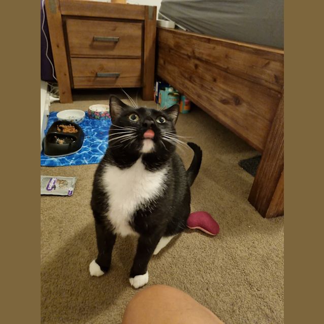 Photo of Samson