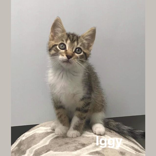 Photo of Iggy