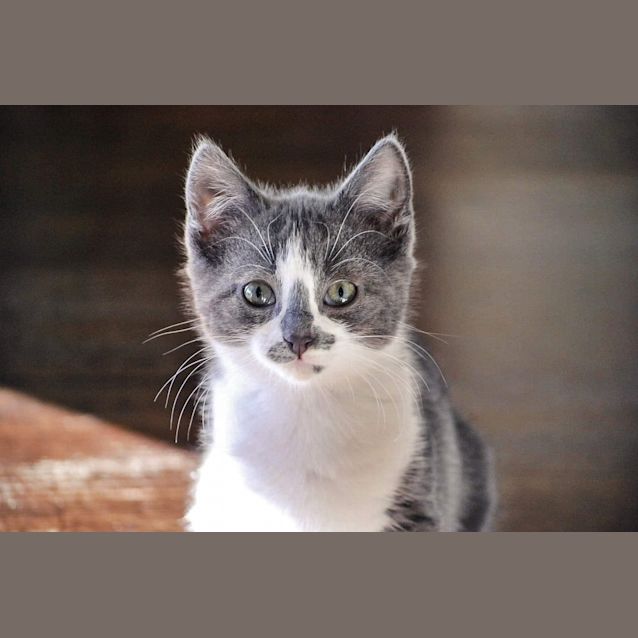 Photo of Shadow (Now Frieda)
