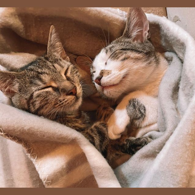 Photo of Ninja And Motita 