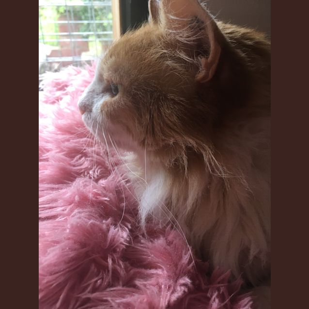 Photo of Mr Leo Fluffball