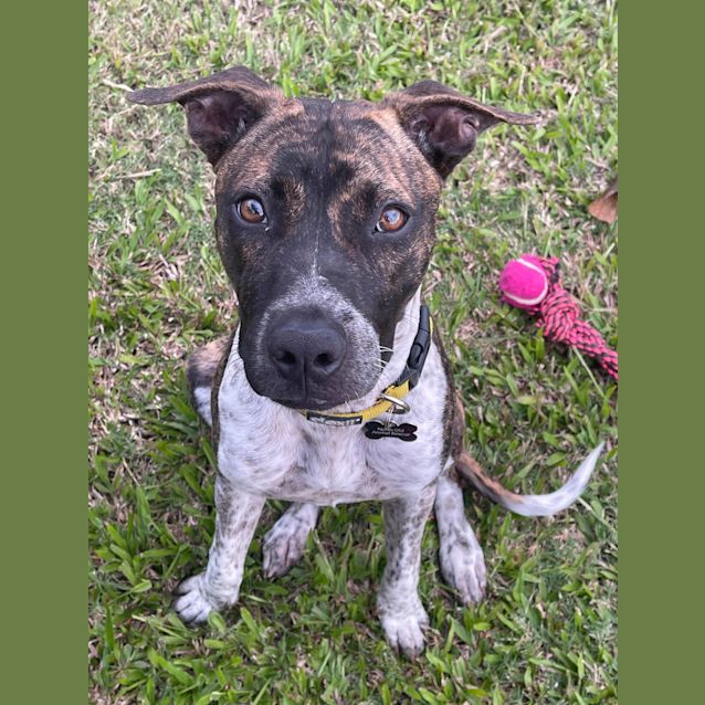 Photo of Ruby