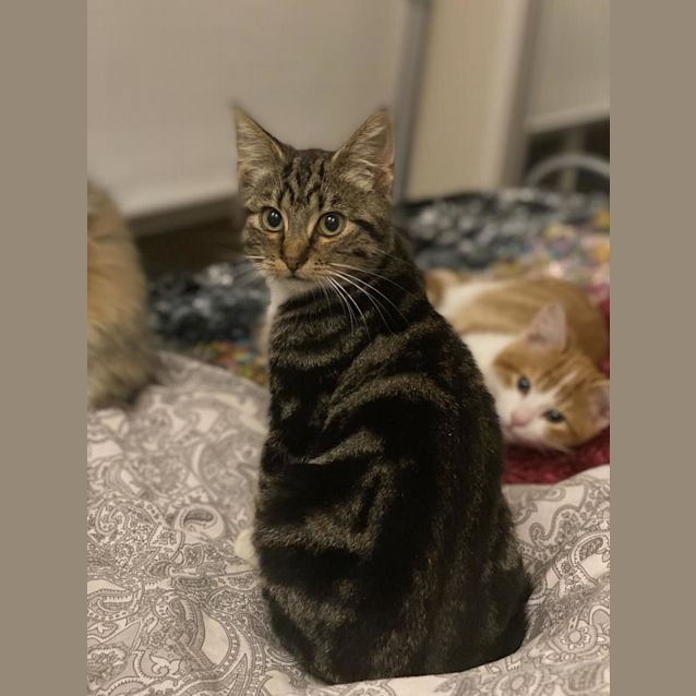 Photo of Gomez Lovebug