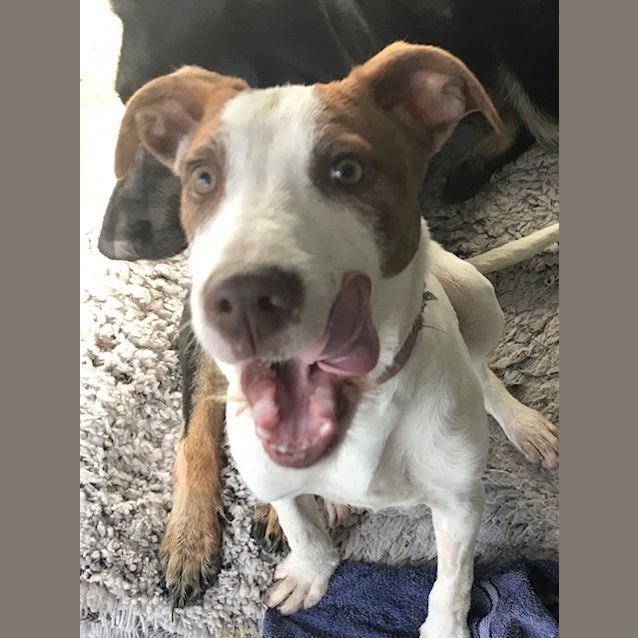 Photo of Scoobie