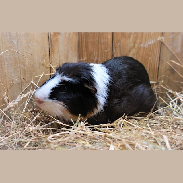 Photo of Scamp