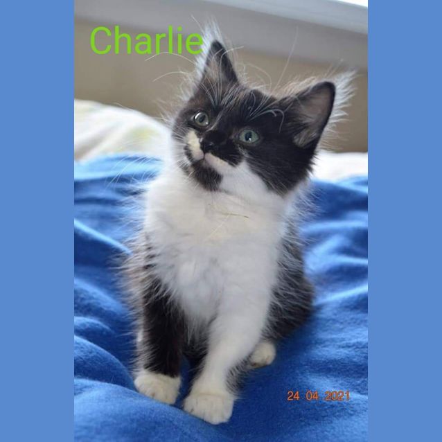 Photo of Charlie