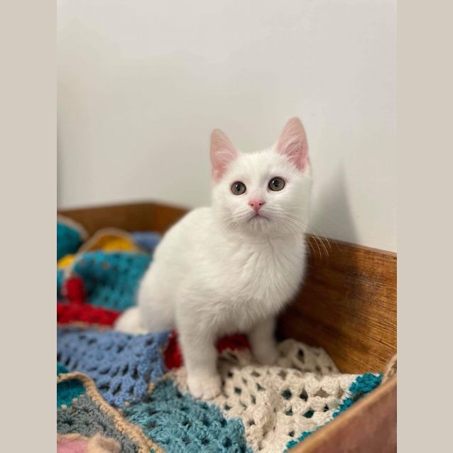 Photo of Willow
